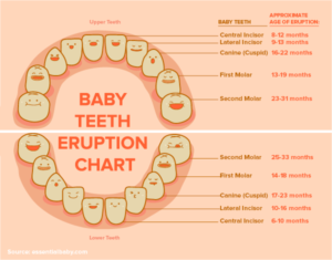 A chart showing the importance of baby teeth