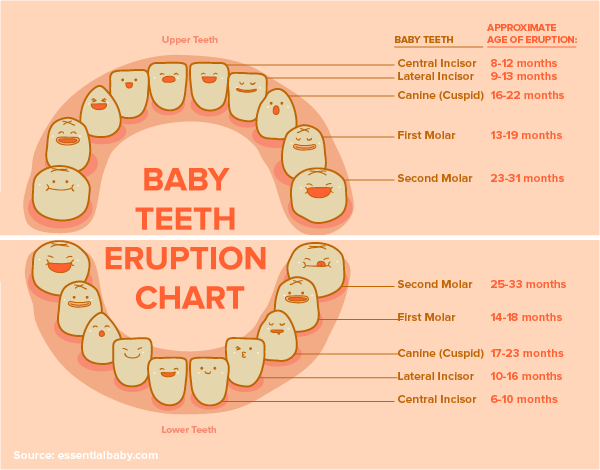 Baby Teeth – They Fall Out, So Why Are They So Important?